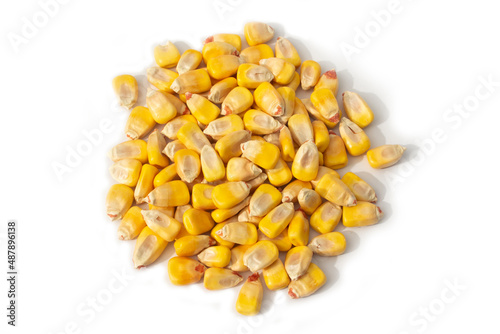 Organic Whole Yellow Corn Kernels of Field or Dent Corn in Pile of Heap in Top Down View Isolated on White