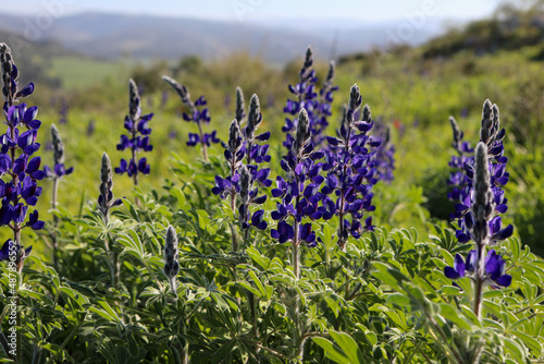 Spectacular spring bloom of Lupinus pilosus aka Blue Lupine, an endemic plant in Israel, Judean mountains, Mediterranean. Blue sky, Copy space. High quality photo photo