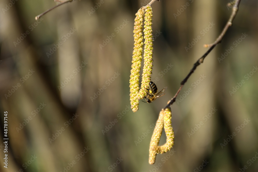 Bee collecting pollen from hazel in the spring blooms on a sunny day in nature. Close up, selective focus and copy space Bee collecting pollen from hazel in the spring blooms on a sunny day in nature. Close up, selective focus and copy space
