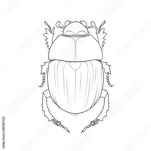 Scarab beetle, ancient symbol of Egypt. Vector scarabaeus bug drawing. Graphic illustration of a sacred egyptian pharaoh insect. Dung-beetle stock image