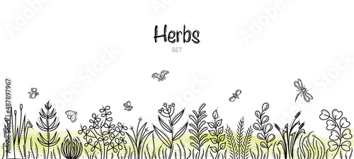 Hand Drawn Herbs Set With Bees, Ladybirds and Dragonfly