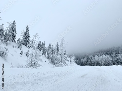 snow covered trees © Desiree