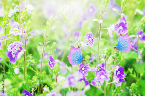 wildflowers, forget-me-nots with butterfly on a sunny day,