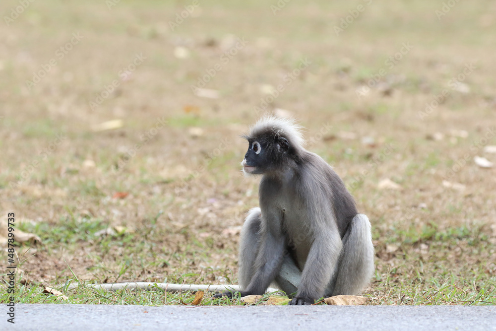 Fototapeta premium Beautiful Spectacled langur in the park. Prachuap Khiri Khan province, Thailand