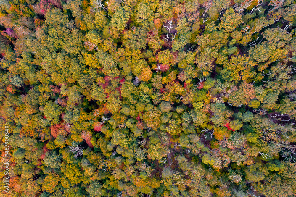 Aerial Top Down View of Fall Trees with Foliage in Maryland Aerial Top Down View of Fall Trees with Foliage in Maryland