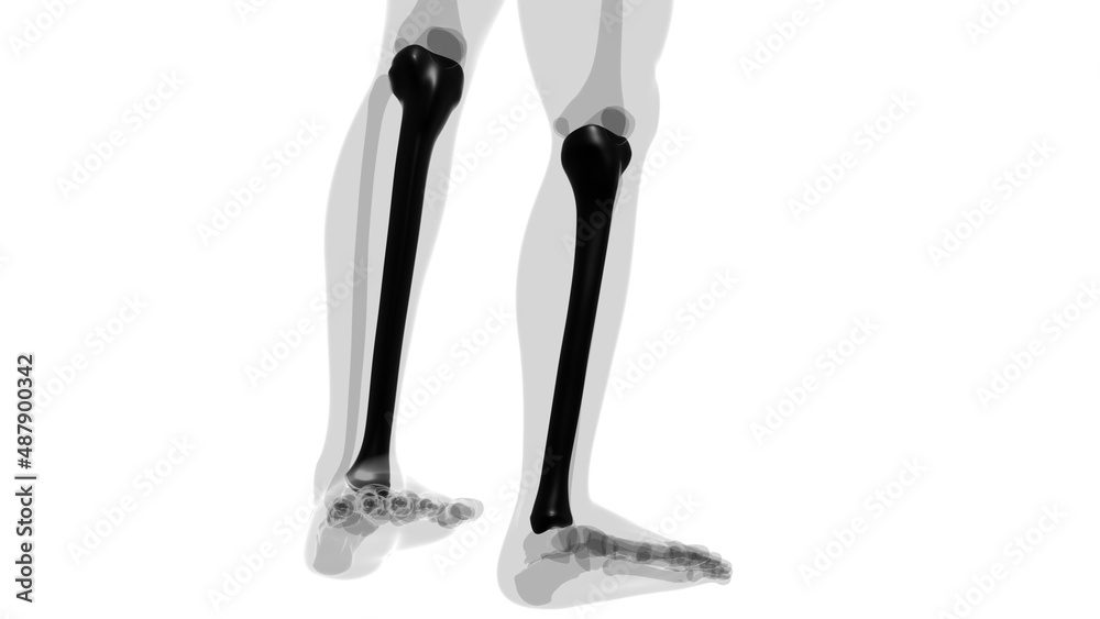 Human skeleton anatomy Tibia Bone 3D Rendering Human skeleton anatomy Tibia Bone 3D Rendering