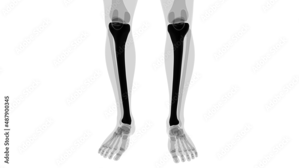 Human skeleton anatomy Tibia Bone 3D Rendering Human skeleton anatomy Tibia Bone 3D Rendering
