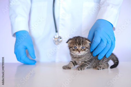 Fototapeta Naklejka Na Ścianę i Meble -  Kitten in a veterinary clinic.Kitten and veterinarian.Examining a kitten with a veterinarian. Scottish fold tabby kitten in the hands of a veterinarian in blue medical gloves on a white table. Baby