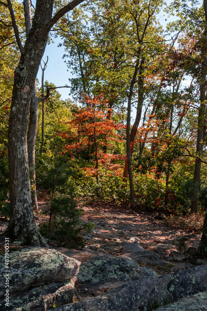 Lower View of Autumn Foliage Against Blue Skies Lower View of Autumn Foliage Against Blue Skies