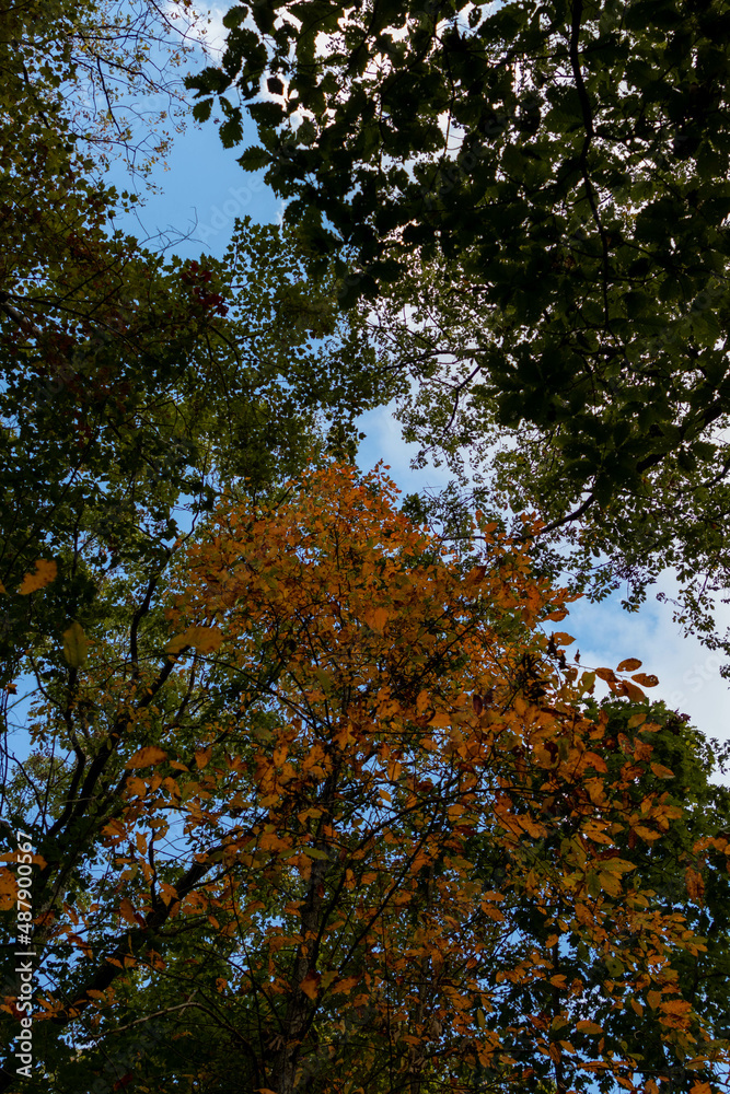 Lower View of Autumn Foliage Against Blue Skies Lower View of Autumn Foliage Against Blue Skies