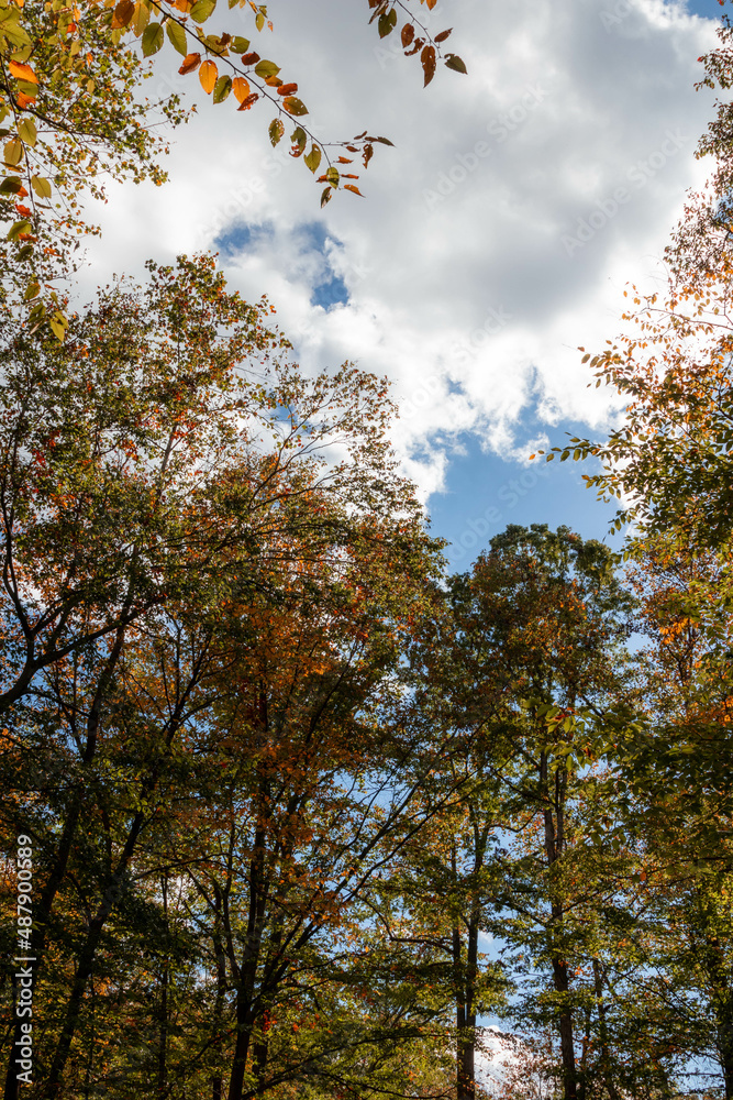 Lower View of Autumn Foliage Against Blue Skies