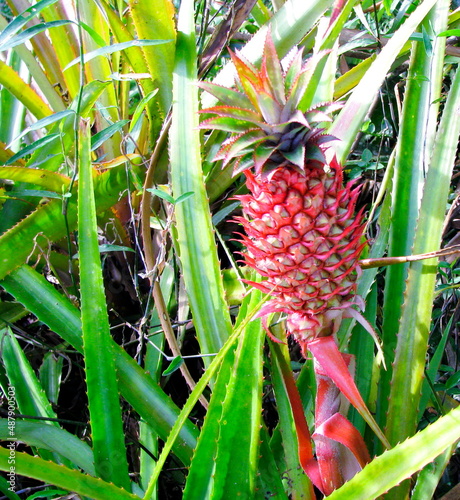 Exotic red pineapple. Brazilian red pineapple in nature, southern Brazil     photo