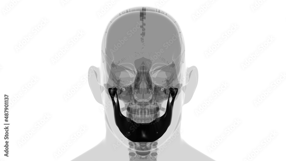 Human Skeleton Skull Mandible Bone Anatomy For Medical Concept