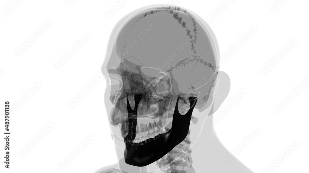 Human Skeleton Skull Mandible Bone Anatomy For Medical Concept