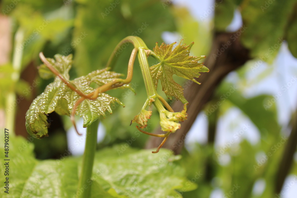Fresh new shiny green leaves grow on grapevines in early summer Fresh new shiny green leaves grow on grapevines in early summer