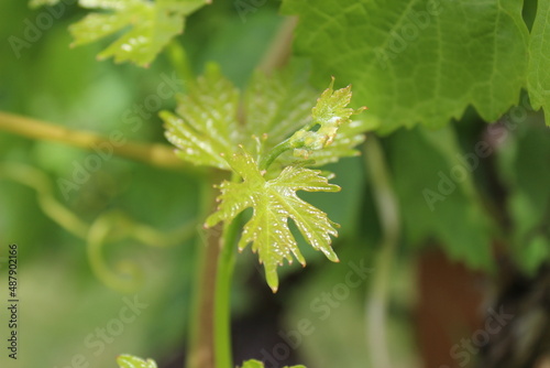 Fresh new shiny green leaves grow on grapevines in early summer