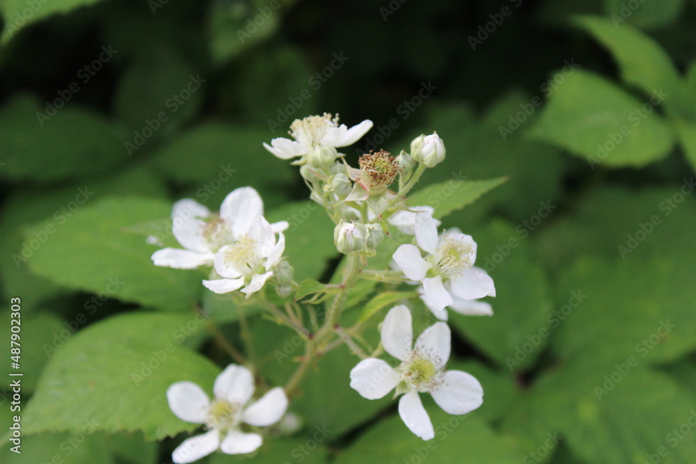 Blooming white petal blackberry flowers in summer Blooming white petal blackberry flowers in summer