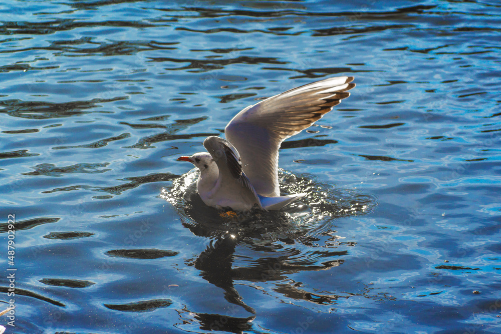 Obraz premium white seagull takes flight