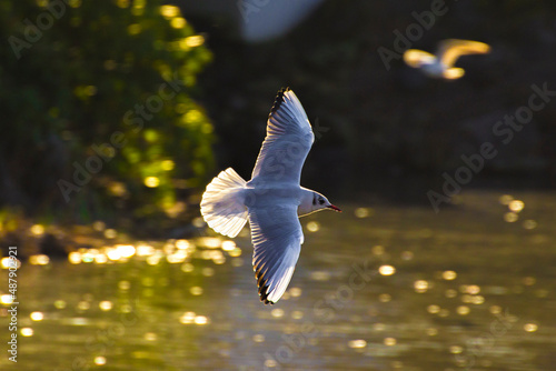 white seagull flying against the backdrop of green nature