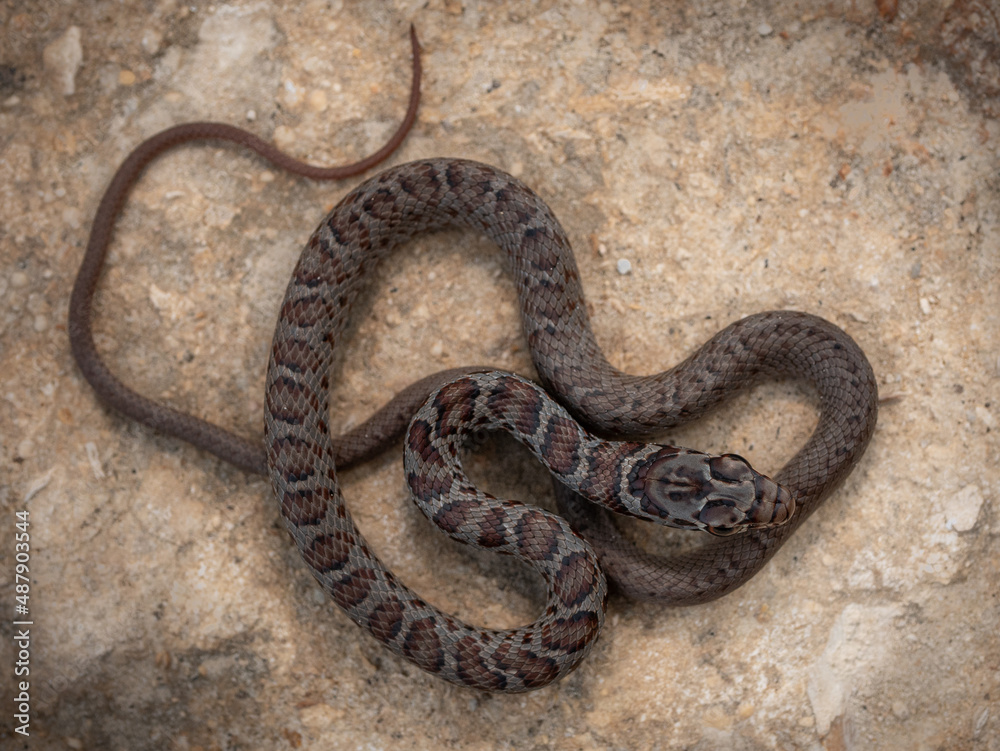 Obraz premium Immature SouthernBlack Racer (Coluber constrictor priapus)