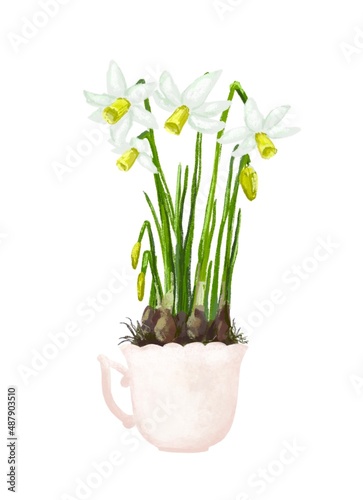 Blooming Spring Flowers. The primrose of the house is Crocus, Tulip or Narcissus, Hyacinth. Snowdrop, Muscari, Home gardening. Watercolor illustration