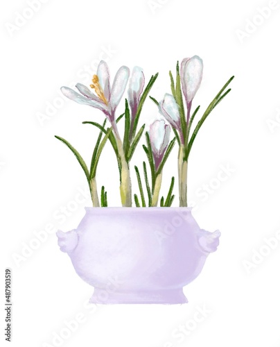 Blooming Spring Flowers. The primrose of the house is Crocus, Tulip or Narcissus, Hyacinth. Snowdrop, Muscari, Home gardening. Watercolor illustration