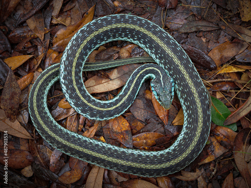 Eastern Garter Snake (Thamnophis sirtalis) photo