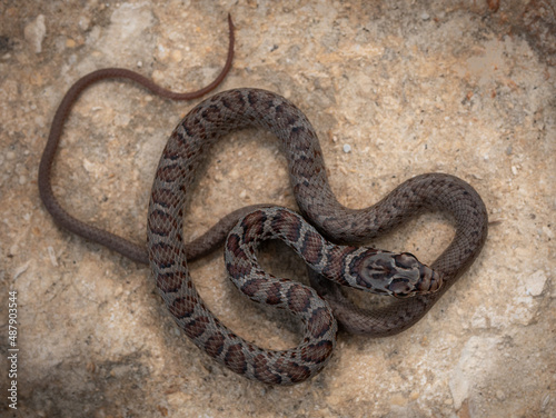 Immature SouthernBlack Racer (Coluber constrictor priapus) photo