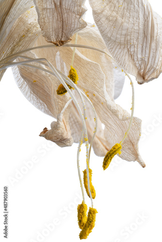 Valokuva withered white lily flowers isolated on white background