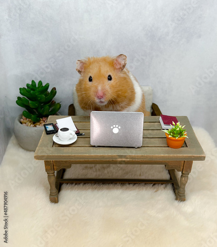 Cute Syrian hamster working on a laptop computer 