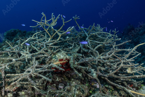 A sad sight underwater as a section of precious reef has died. Fish still swim around the structure of staghorn coral but the colonies of polyps have long since died of disease.