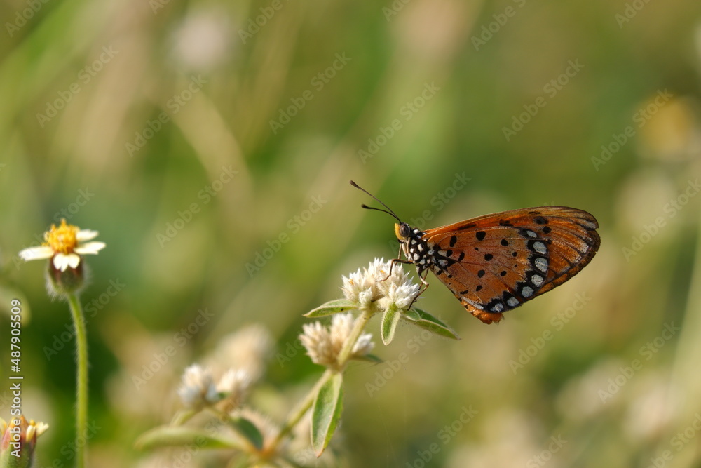beautiful butterfly on a flower beautiful butterfly on a flower