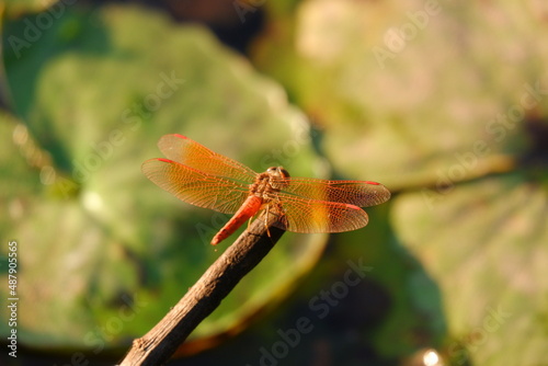 red dragonfly bracythemis contaminata on a branch photo