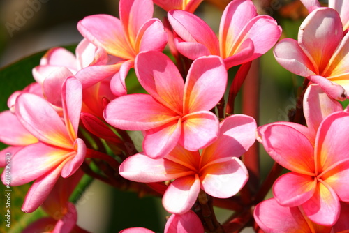 frangipani plumeria flower