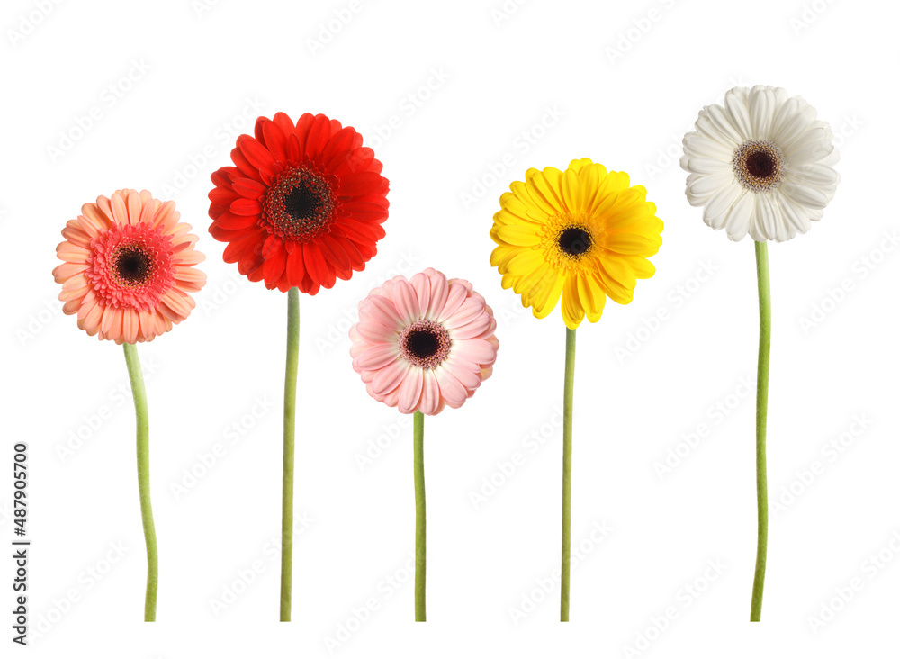 Set with beautiful gerbera flowers on white background Set with beautiful gerbera flowers on white background