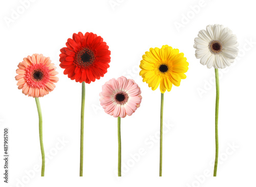 Set with beautiful gerbera flowers on white background