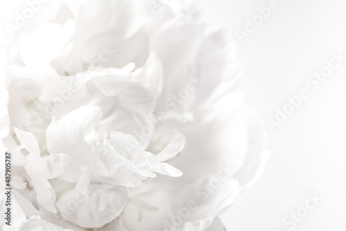 Beautiful blooming white peony as background, closeup © New Africa