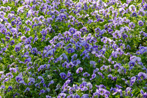 Viola flowers blooming in the garden © nuwatphoto