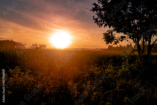 Sunset view in the farmland with tree silhouette