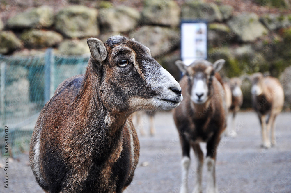 Fototapeta premium CAPRE