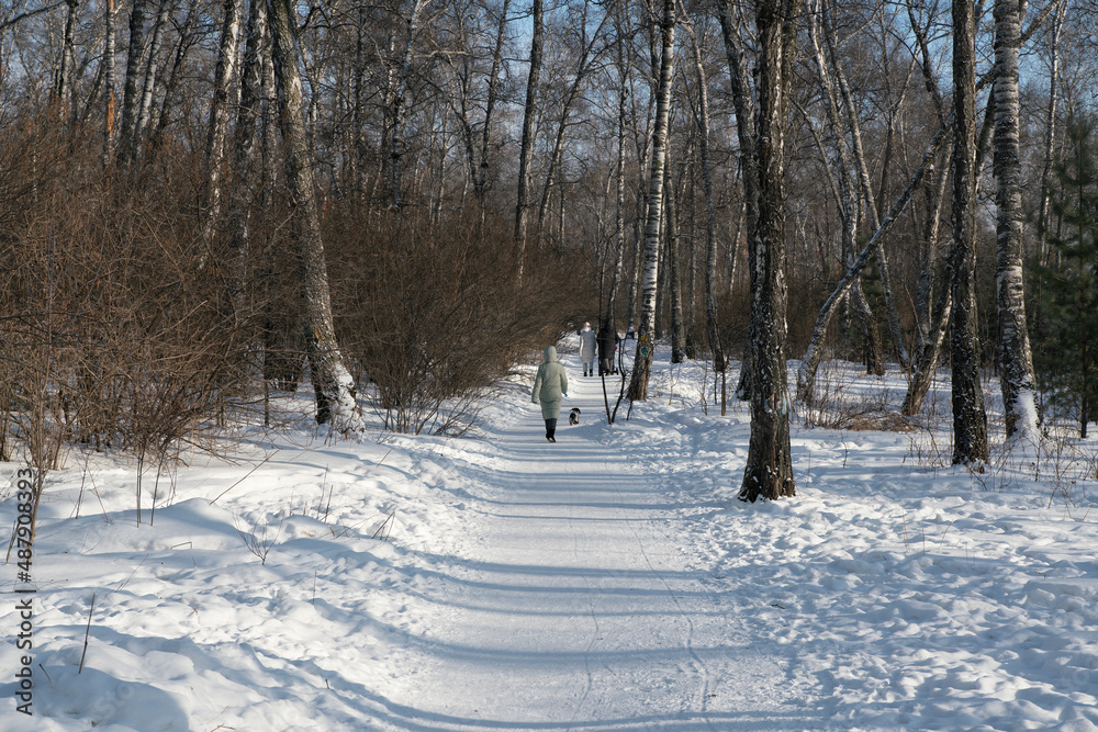 Snow covered footpath in a birch grove.