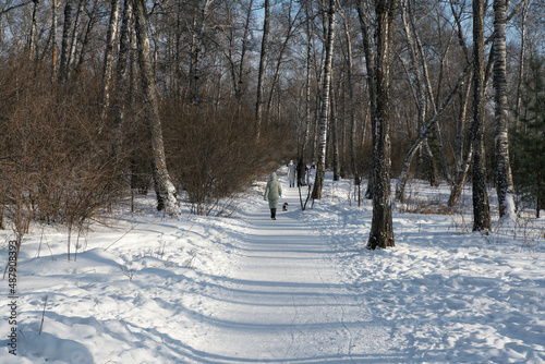 Snow covered footpath in a birch grove. © Vectorina