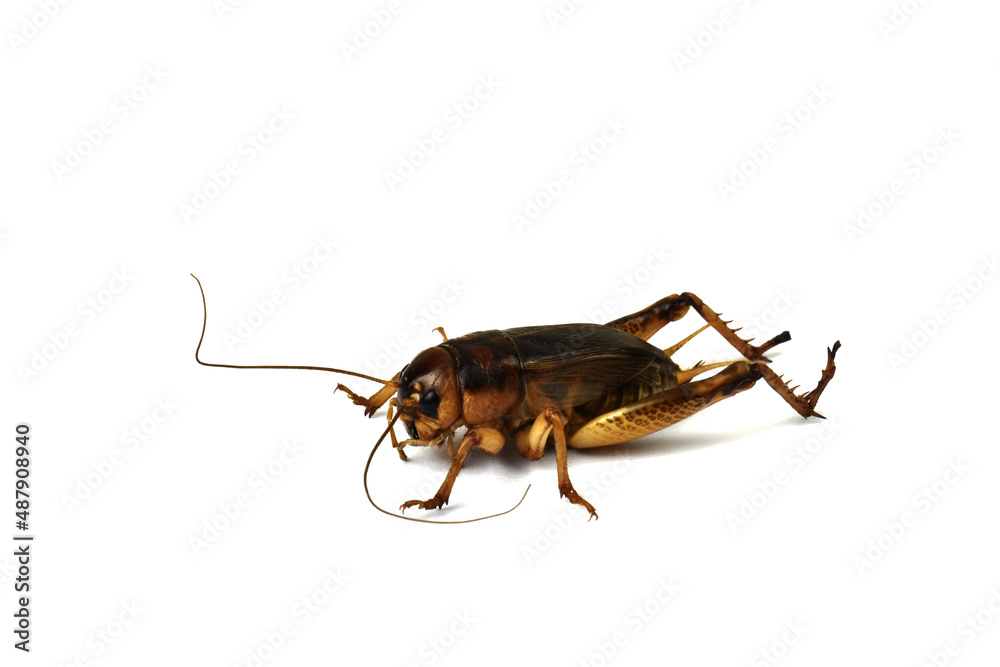 cockroach isolated on white background cockroach isolated on white background