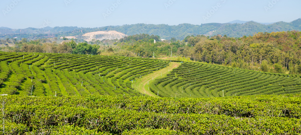 Landscape of green tea plantation