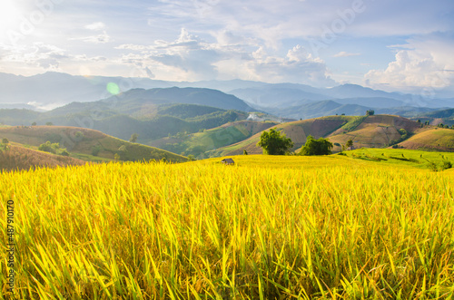 Scenery of golden rice fields Soft focus of rice field landscape with sunset. Located Pa Bong Piang coordinates, Chiang Mai.