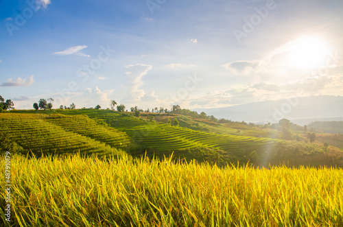 Scenery of golden rice fields Soft focus of rice field landscape with sunset. Located Pa Bong Piang coordinates  Chiang Mai.