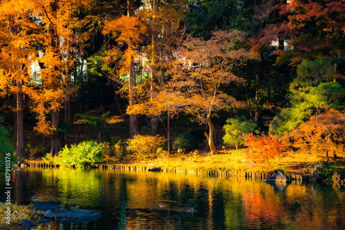 Fotobehang 秋の色鮮やかな紅葉が見頃の庭園風景