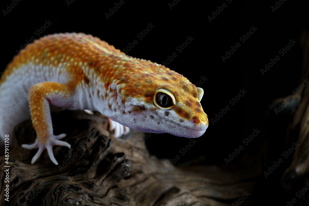 Leopard gecko on a black background Leopard gecko on a black background