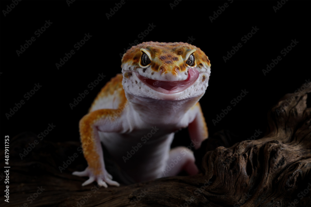 Obraz premium Leopard gecko on a black background