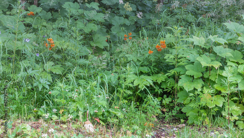 Orange and purple wildflowers bloom in a forest clearing. Lush green grass all around. Summer day. Kamchatka photo